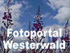 1000 Fotos im Fotoportal Westerwald